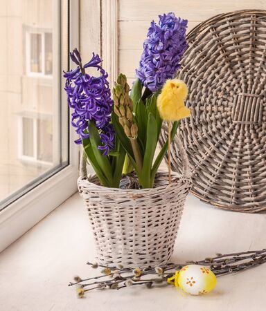 Hyacinths in a white basket and a sticker on the windowの写真素材