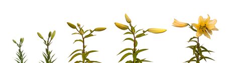 Stages blooming flower  lilies Lilium OT-Hybrids on a white background isolatedの写真素材