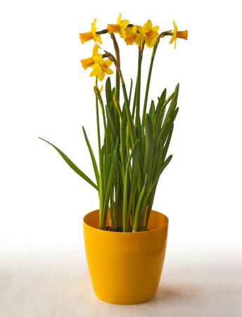 Yellow daffodils in a yellow pot with space for text on a white backgroundの写真素材