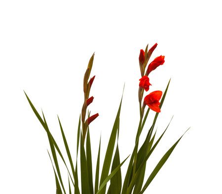 Red Gladiolus on a white background isolatedの写真素材
