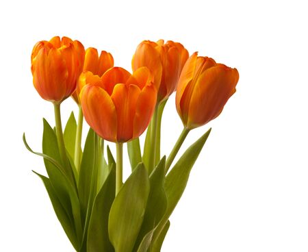 Five orange tulips on a white background isolatedの写真素材