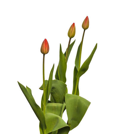 Several of simple late  red buds  tulips on a bed isolated on white backgroundの写真素材