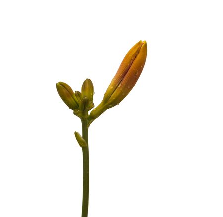 Branch daylily bud with dew drops on a white background isolatedの写真素材