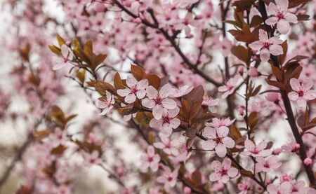 Flowering ornamental plum (Sakura)の写真素材