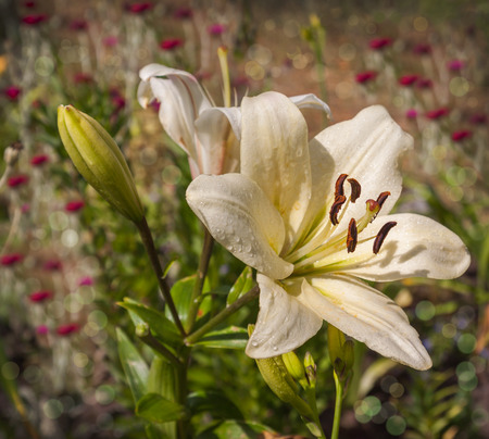 White Lily Oriental hybrid on blurred background with dew dropsの写真素材