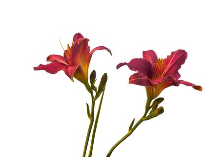 Purple miniature hemerocallis  (daylily) on a white background isolationの写真素材