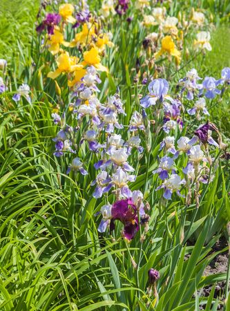 Flower bed with blooming iris and daylilies in spring sunny day. Selective focusの写真素材