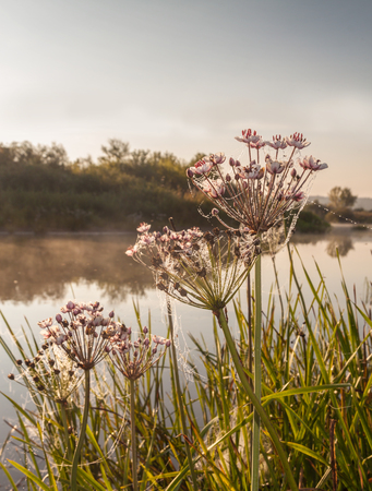 Foggy sunrise on a small river in Polesie overgrown with Butomus umbellatusの写真素材