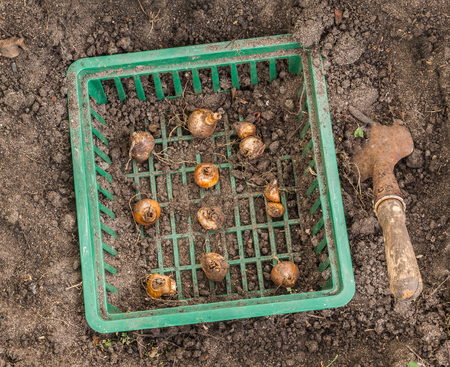 Daffodils in the basket for planting bulbs in the flowerbed in autumnの写真素材