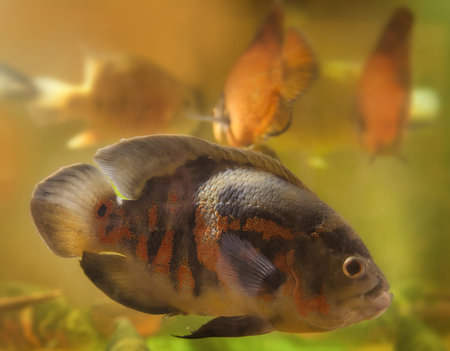Bright Oscar Fish - South American freshwater fish from the cichlid family, known under a variety of common names including oscar, tiger oscar, velvet cichlid, or marble cichlid.の写真素材