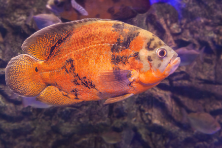 Bright Oscar Fish - South American freshwater fish from the cichlid family, known under a variety of common names including oscar, tiger oscar, velvet cichlid, or marble cichlid.の写真素材