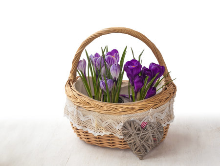 Basket with striped and purple crocuses and wicker heart on a white background with shadowの写真素材
