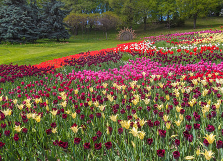 KIEV, UKRAINE - APR 23: From April 20 to May 29, 2016 on "Spevoche pole" in Kiev opened 61 exhibition of flowers, tulip festival "Flower of the river" is used 250 thousand tulips in Kiev, Ukraineのeditorial素材