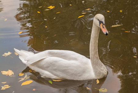 White mute swan on the lake in autumn in the parkの写真素材