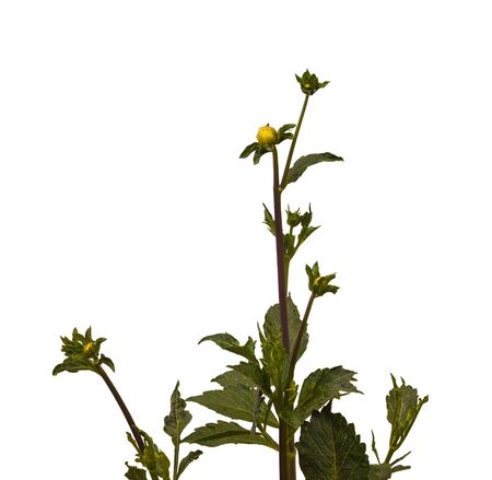 Budding Dahlia on a white background isolatedの写真素材
