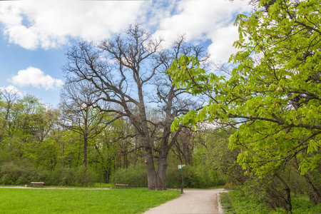 UKRAINE, BELAYA TSERKOV - APRIL 18, 2016:Old tree next to the pointer in the Park of Alexandria in Belaya Tserkov, Ukraineのeditorial素材