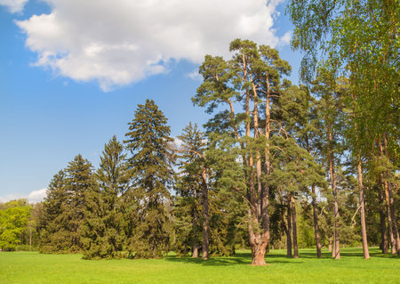 UKRAINE, BELAYA TSERKOV - APRIL 18, 2016: Symbolic Branicki family tree formed from pine trees in the arboretum Alexandria, Bila Tserkva, Ukraineのeditorial素材