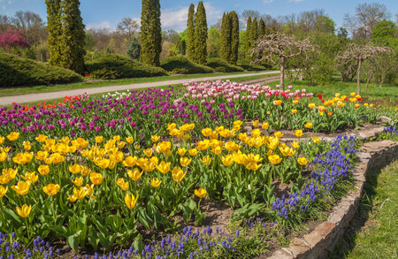 UKRAINE, BELAYA TSERKOV - APRIL 18, 2016: Coniferetum (conifers growing portion) with spring flowers blooming in the dendropark Alexandria Bila Tserkva, Ukraineのeditorial素材