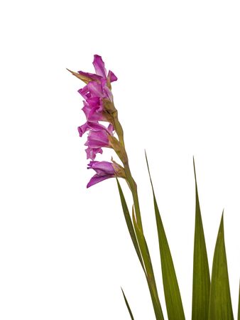 Purple Gladiolus on a white background isolatedの写真素材