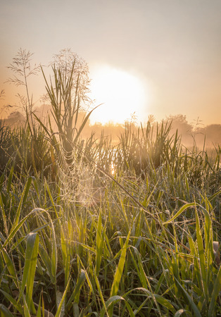 Web in drops of dew on the meadow during the misty sunriseの写真素材
