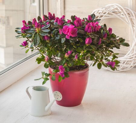 Pink azalea in a pot near the watering can  in the windowの写真素材