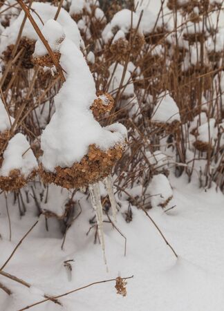 Dried hydrangea tree blossoms in the winter in the summer cottageの写真素材