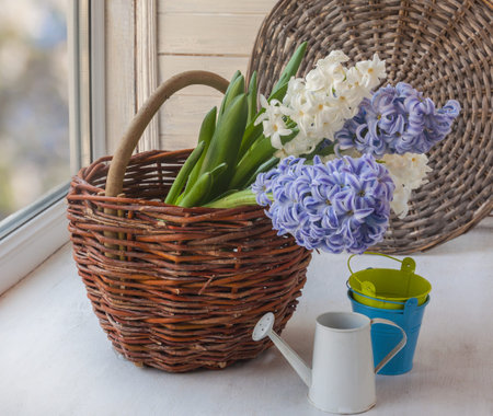 White and blue hyacinths in a basket next to a decorative watering can on the windowの写真素材