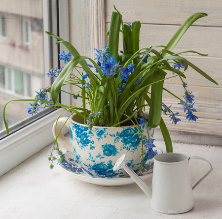 Siberian Scilla in vintage cup near a decorative watering can on the windowの写真素材