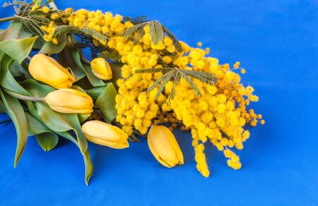 Tulips and mimosa flowers bunch on blue background の写真素材