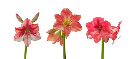 Set of pink and white stripes of hippestums on a white background isolated...の写真素材