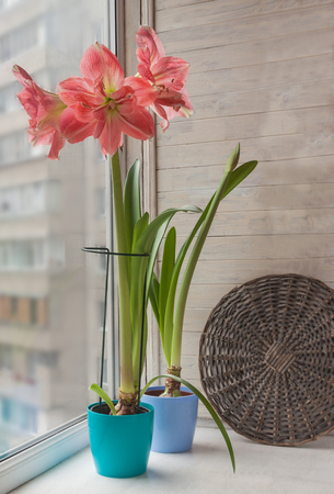 Pink double hippeastrum with burrisome pot and bud of hippeastrum in a blue pot on the windowの写真素材