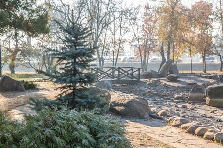 Branches of a juniper in a frosty misty autumn morning in a Japanese garden in Kievの写真素材