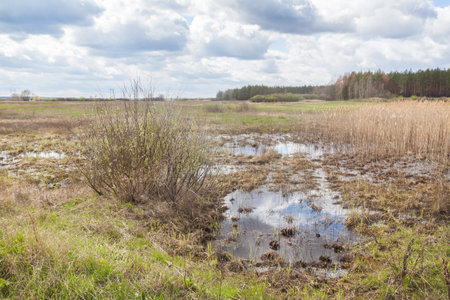Swamp with dry grass in spring beside a forest in Polesie in Ukraine