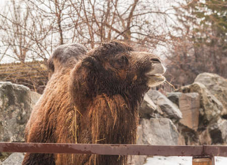 Bactrian camel in an open cage at the zoo in winterの写真素材