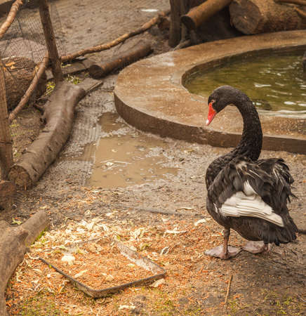 Black swan in the enclosure of the zooの写真素材