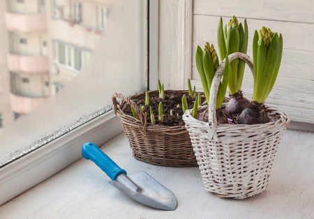 Garden shovel and flowers in a basket on the windowの写真素材