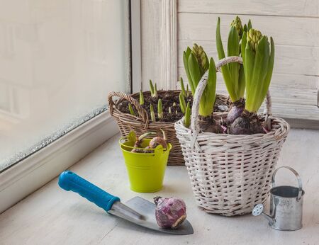 Bulbs and flowers of daffodils and hyacinths on the windowの写真素材