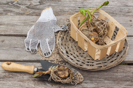 Lily bulbs in a basket next to a garden shovel on a wooden tableの写真素材