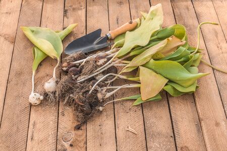 Dug out tulips after the end of vegetation and garden shovel on a wooden tableの写真素材