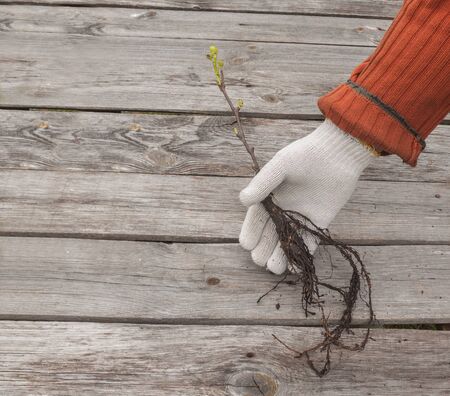 A man's hand in a garden glove and a grapes seedling on a wooden backgroundの写真素材