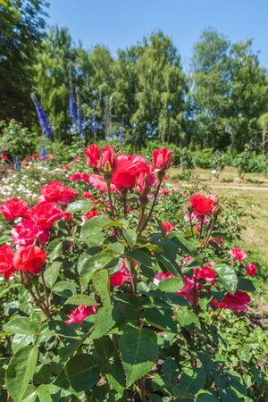 KYIV, UKRAINE-June 18, 2017: The Rosary in the Botanical Garden named after Grishko, Kyiv, Ukraineのeditorial素材