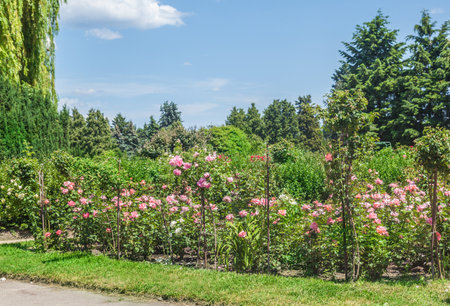 KYIV, UKRAINE-June 18, 2017: The Rosary in the Botanical Garden named after Grishko, Kyiv, Ukraineのeditorial素材