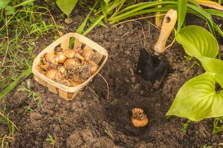 Planting daffodil bulbs in autumn between host and daylilyの写真素材