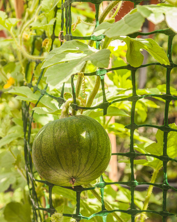 Cultivation of the early ripening variety of watermelon on the balcony. A growing watermelon on the trellis.の写真素材