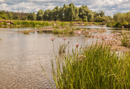 Flowering rush, Butomus umbellatus against the backdrop of shoaled riverbed in hot summer