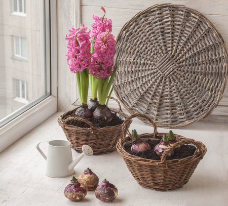 Forcing hyacinth bloom in winter on the window.の写真素材