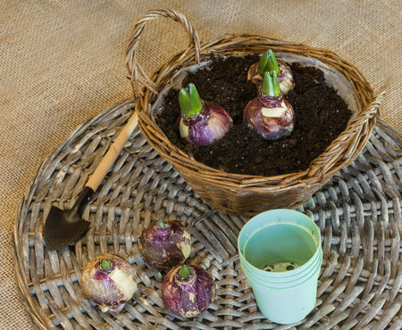 Planting for forced flowering of hyacinth bulbs for gift