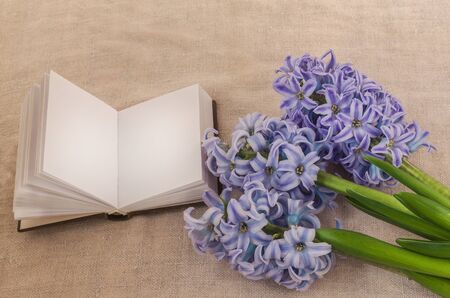 Delicate blue hyacinths and open notebook with blank pages on a canvas backgroundの写真素材