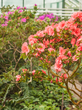 Blooming hybrid Azalia (Rhododendron hybridum) in a greenhouseの写真素材