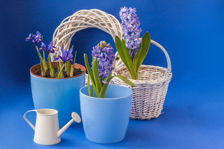 Blossoming  Iridodictyum and hyacinth "Blue giant"  in pot near the decorative watering can on a dark blue background
の写真素材
